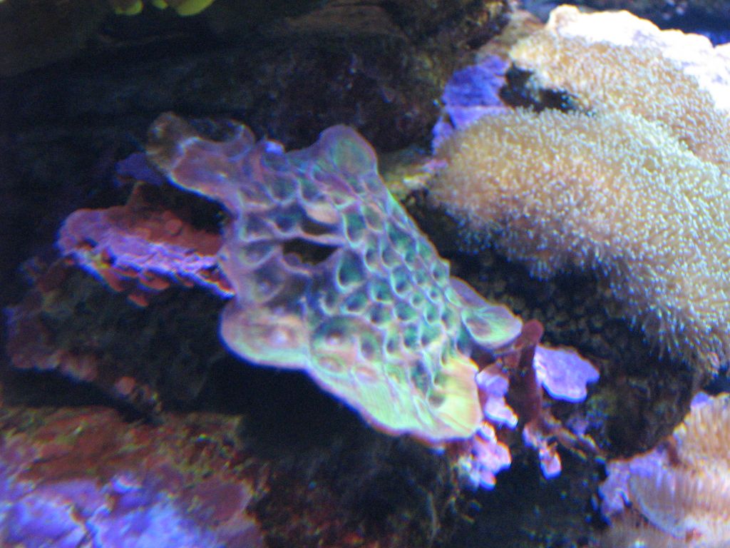 SARKAB 2006 Durban 3