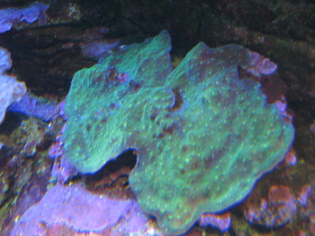 SARKAB 2006 Durban 8