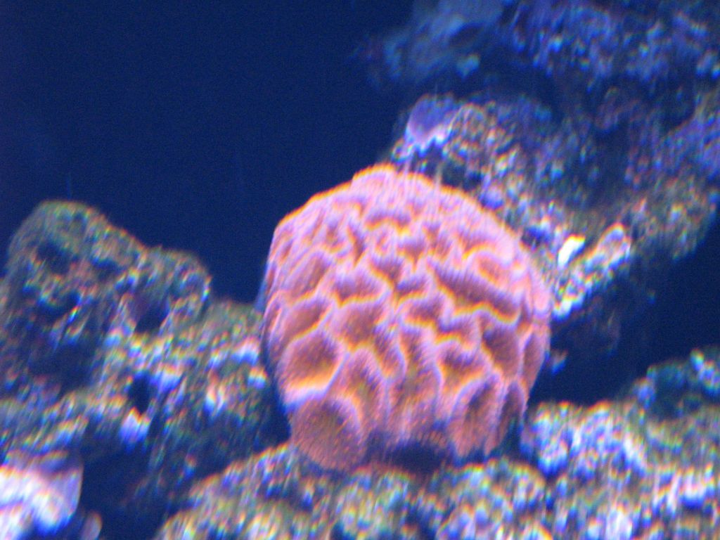 SARKAB 2006 Durban 9