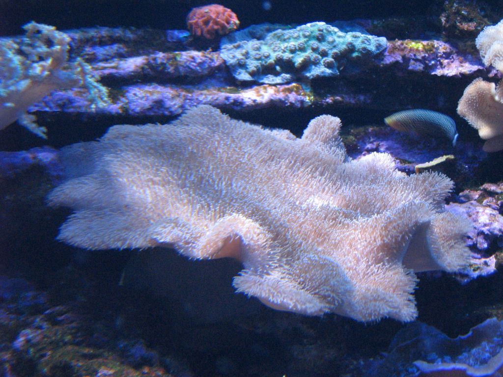 SARKAB 2006 Durban 10