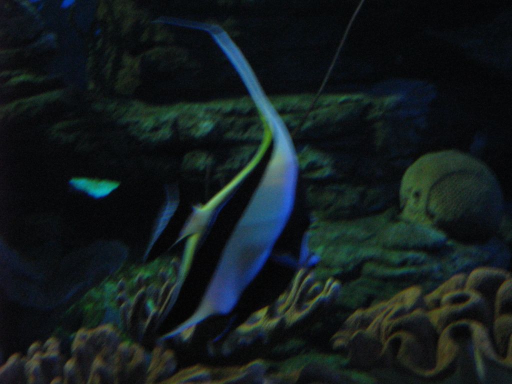 SARKAB 2006 Durban 2