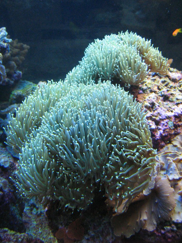 Meeting 13 - Midasblenny1 (Sponsor) 3