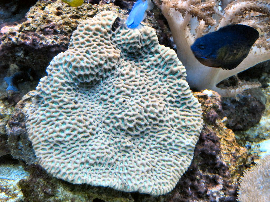 Meeting 13 - Midasblenny1 (Sponsor) 2