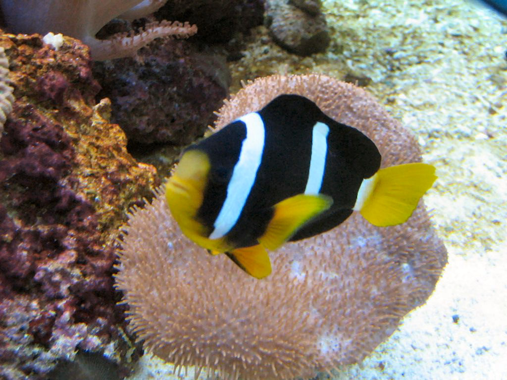 Meeting 13 - Midasblenny1 (Sponsor) 3