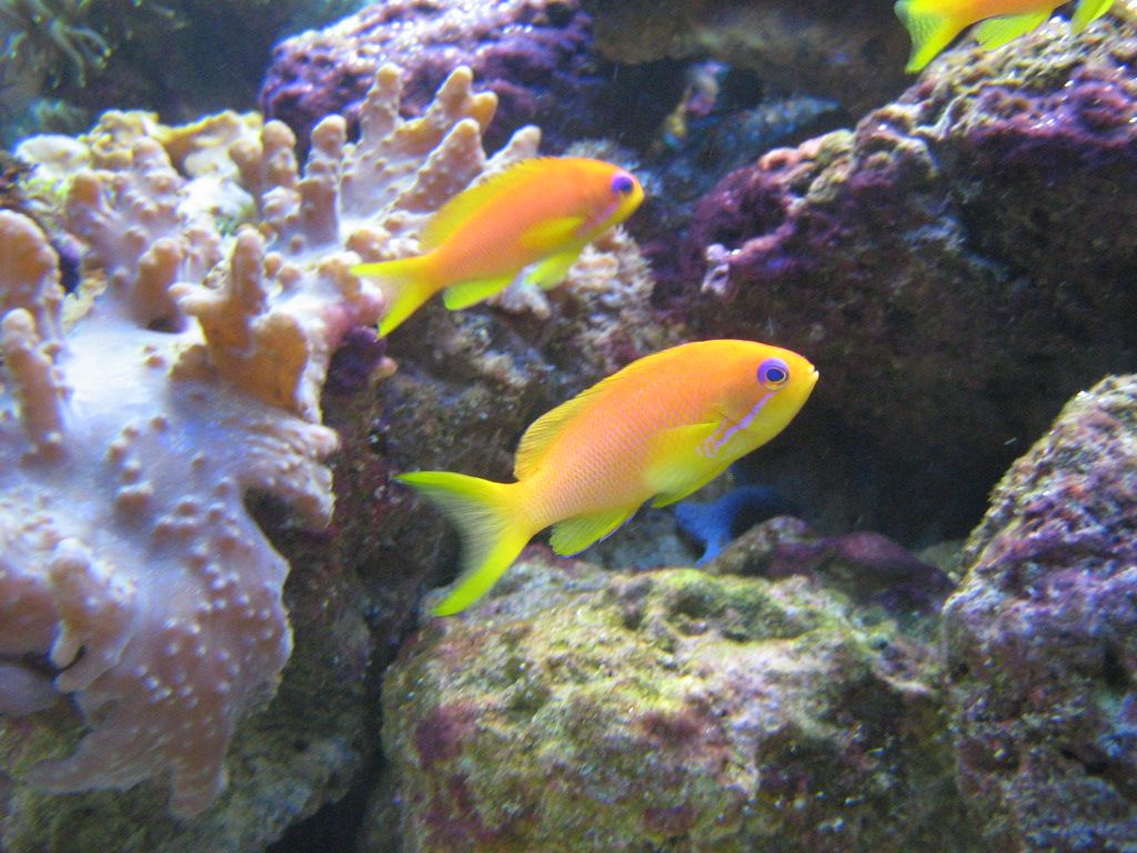 Meeting 13 - Midasblenny1 (Sponsor) 4