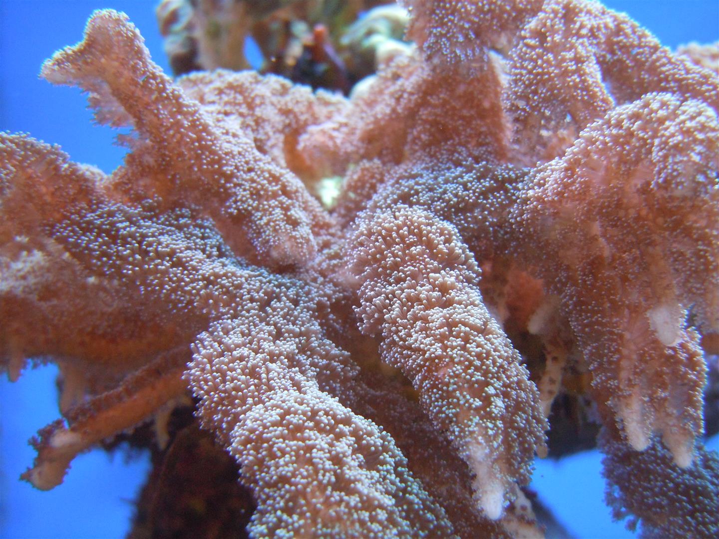 corals
