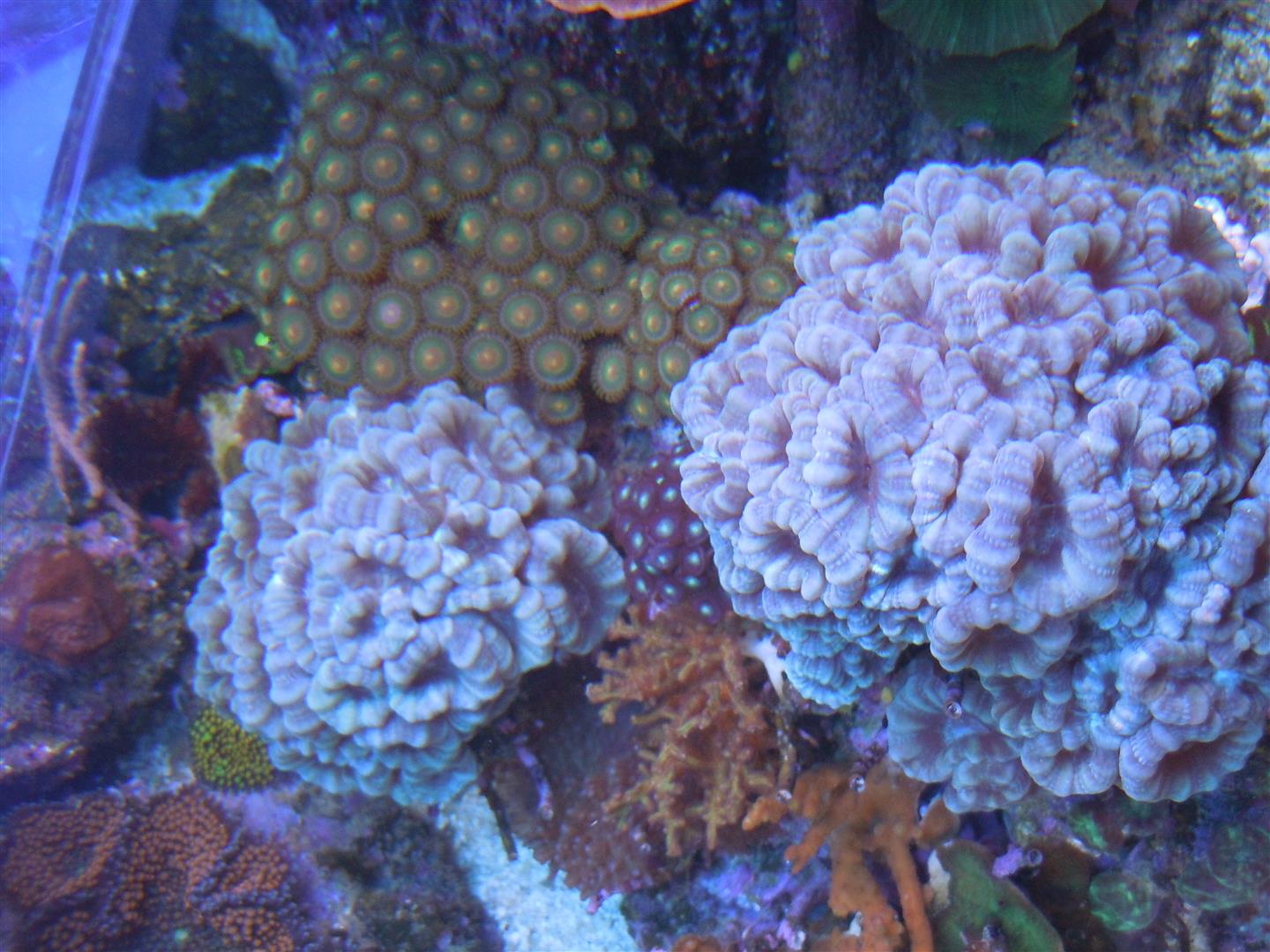 corals 7