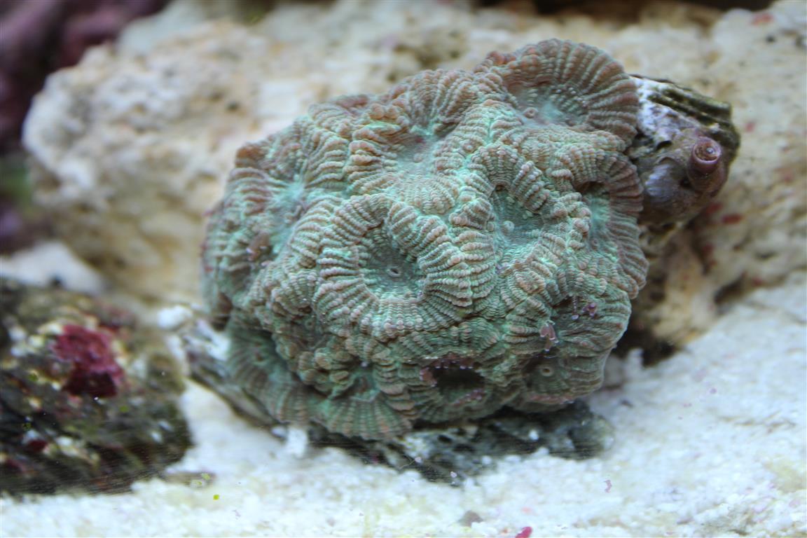 corals 2