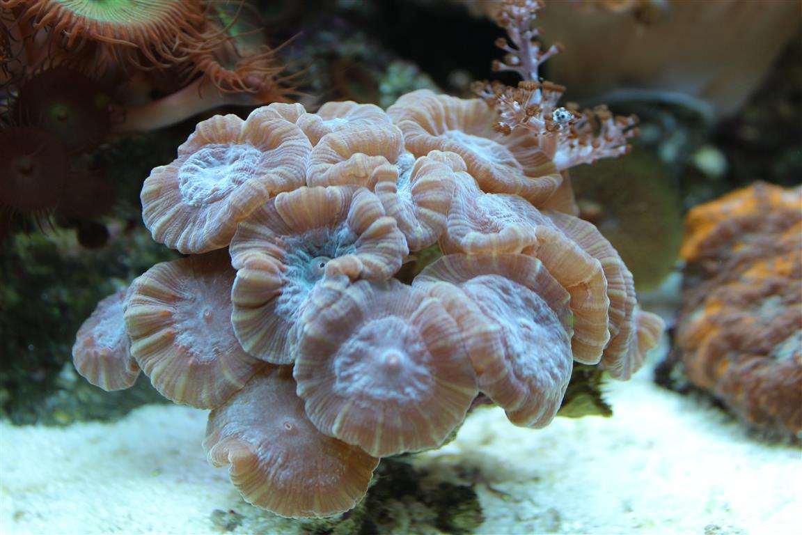 corals 3