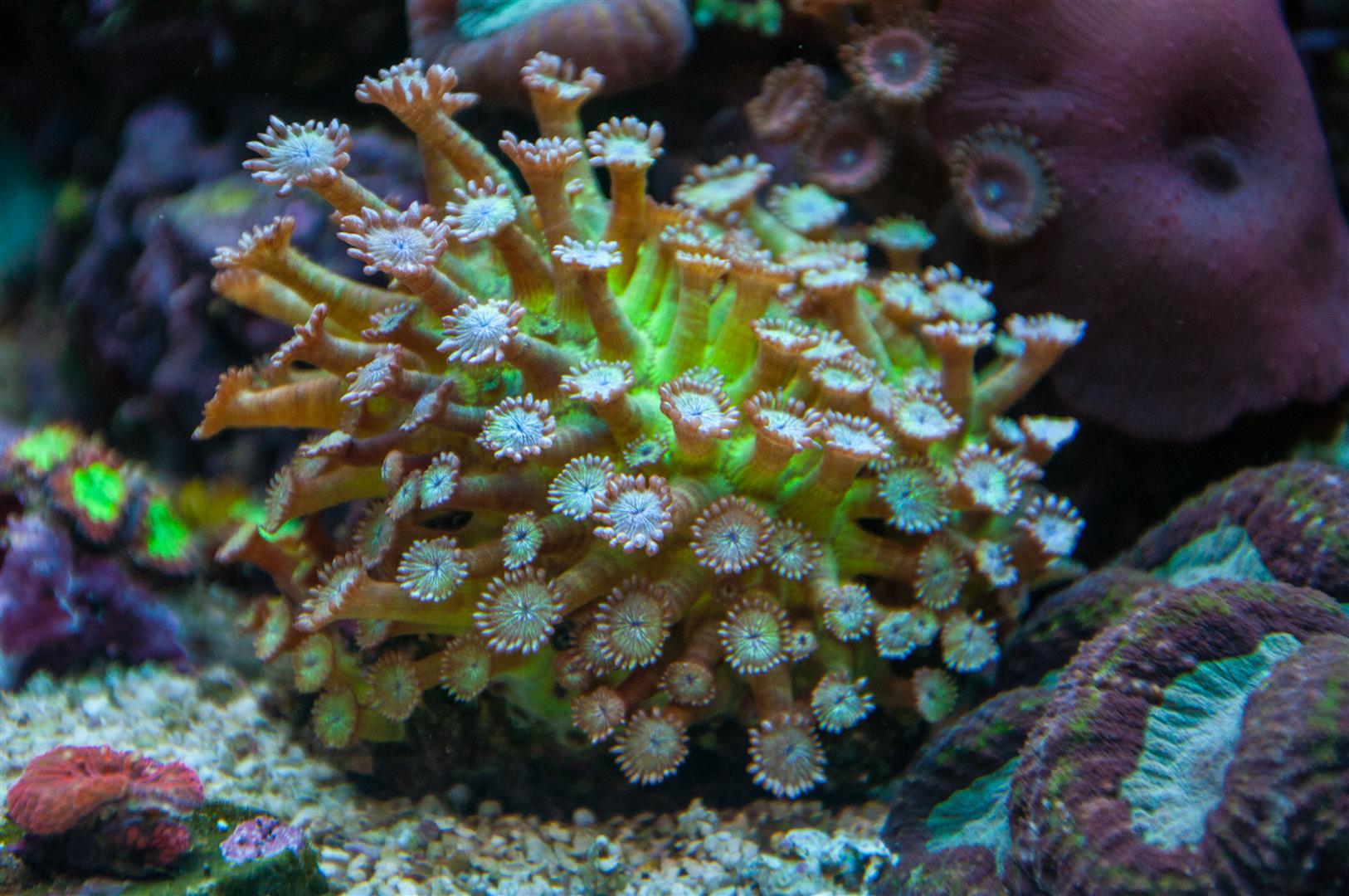 corals 8