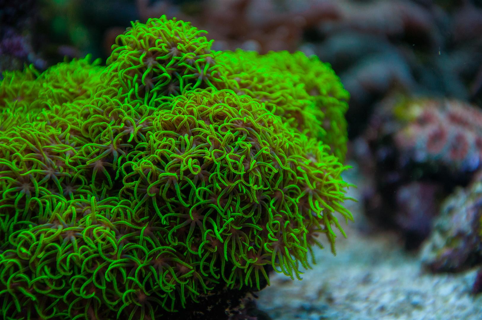 corals 2