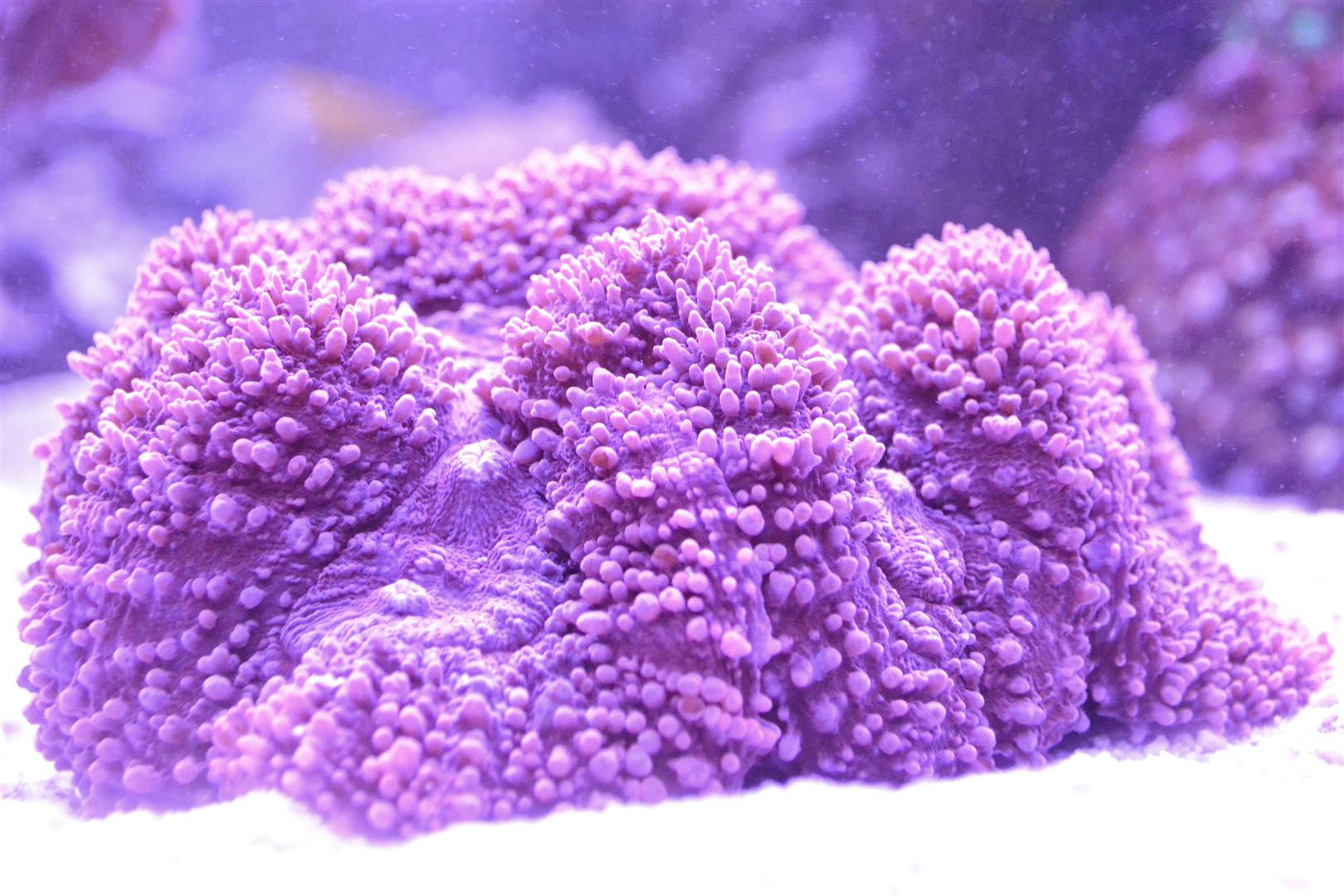 Corals