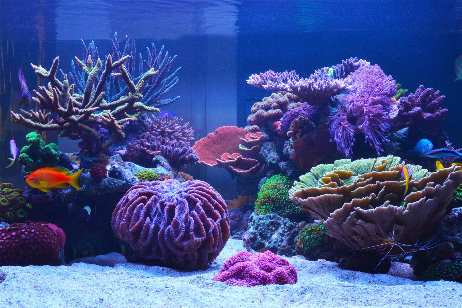 FTS 2