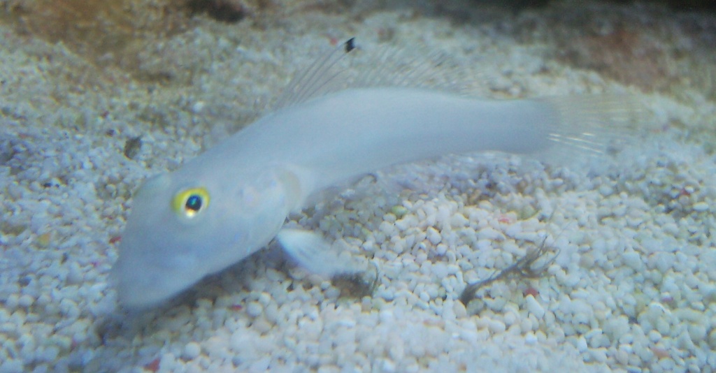 White Sleeper Goby