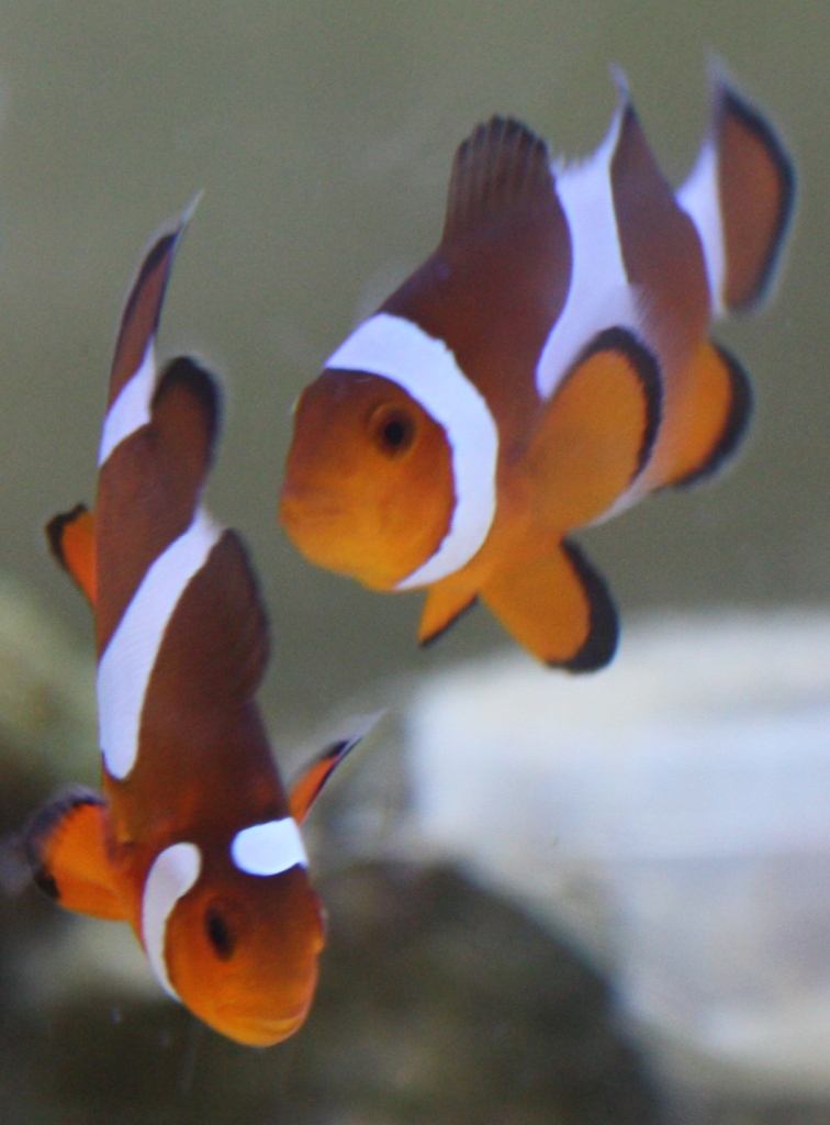 Clownfish