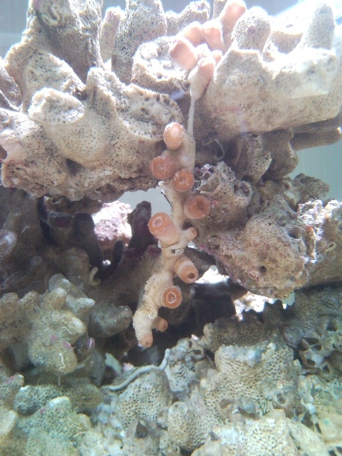 Sentari's Tank Setup