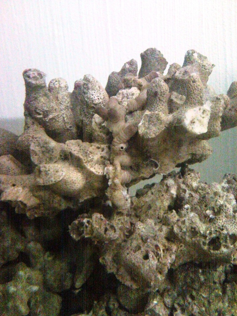 Sentari's Tank Setup 2