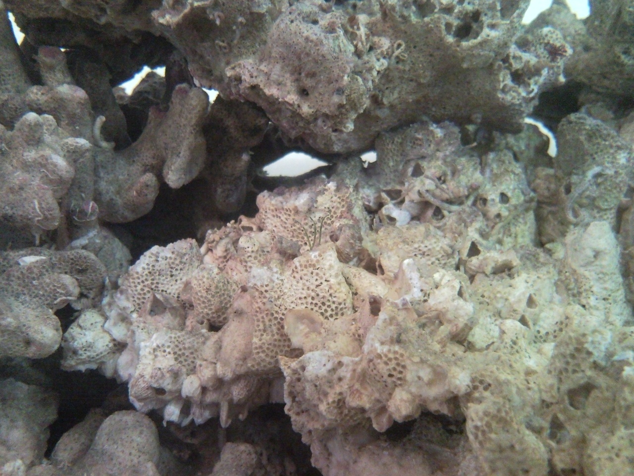 Sentari's Tank Setup 3