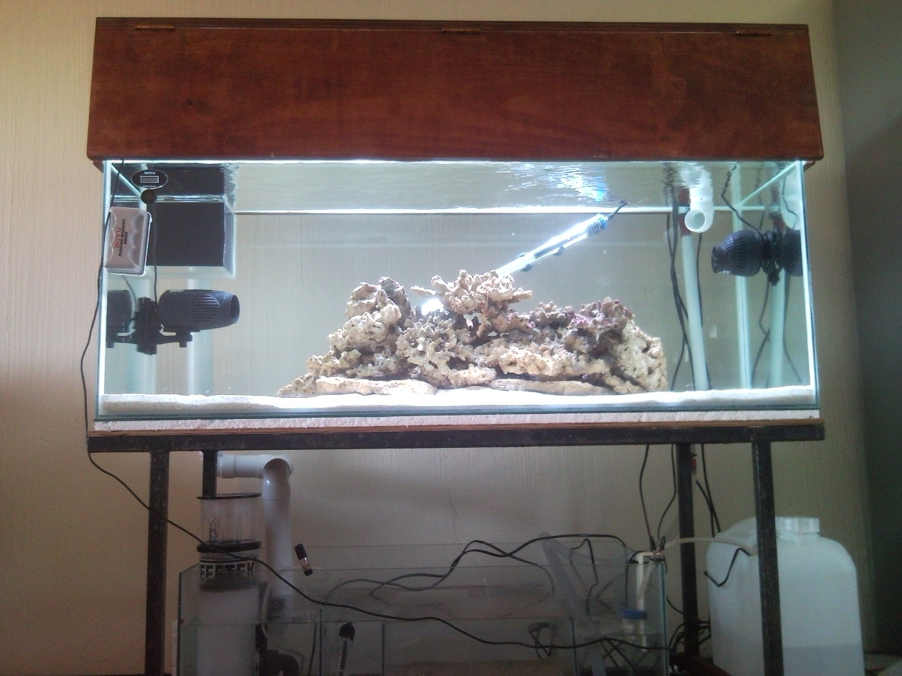 Sentari's Tank Setup
