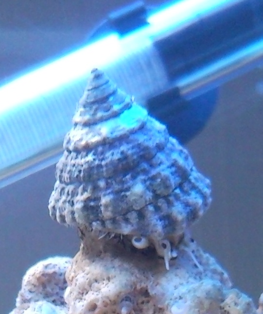 Sentari's Tank Setup 3