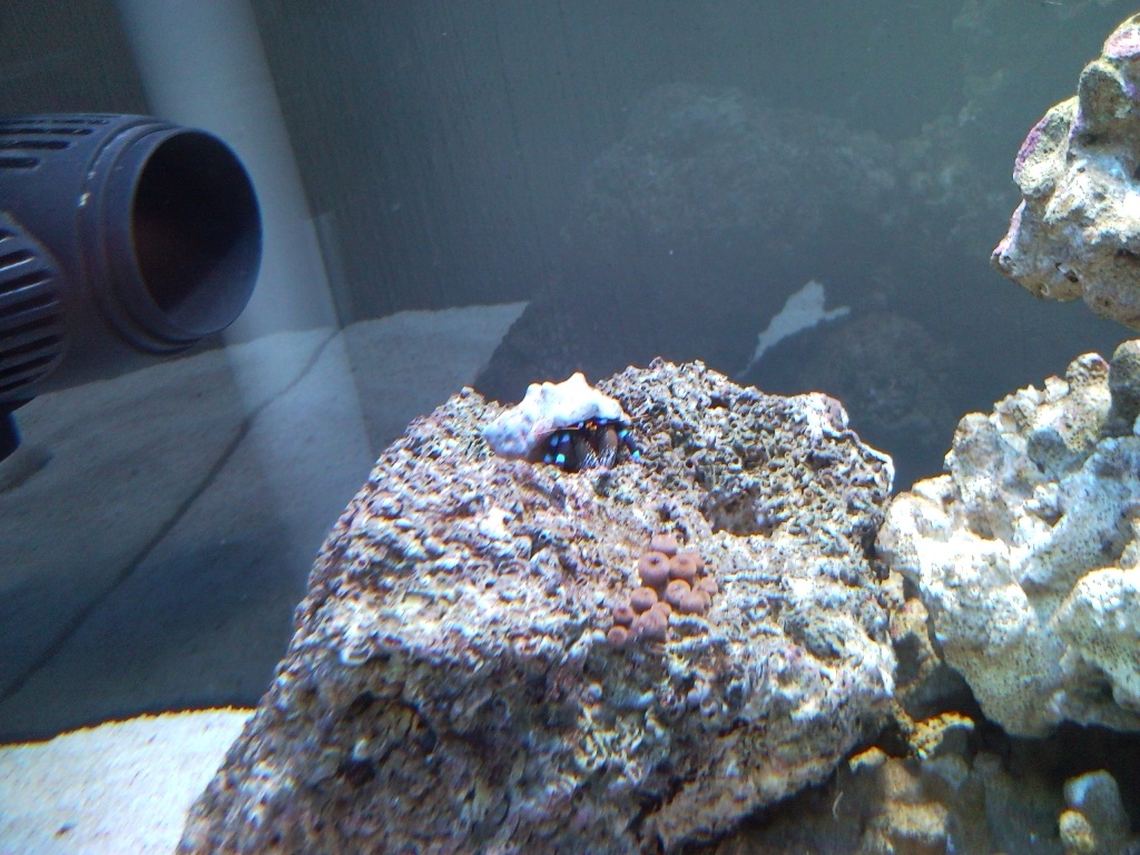 Sentari's Hermit Crab 2