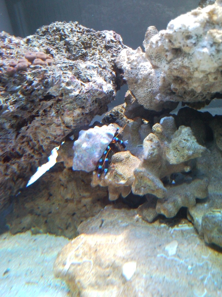 Sentari's Hermit Crab 3