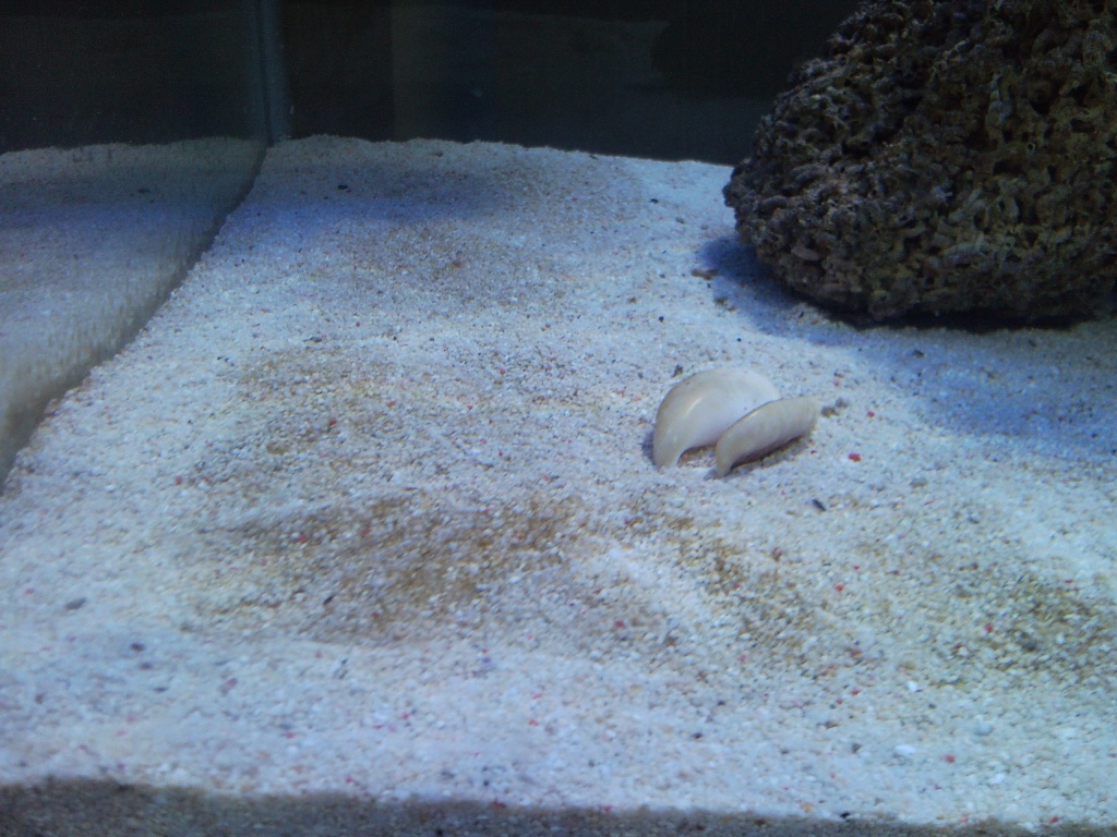 Sentari's Tank Setup 2