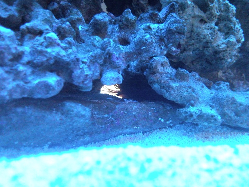 Sentari's Tank Setup