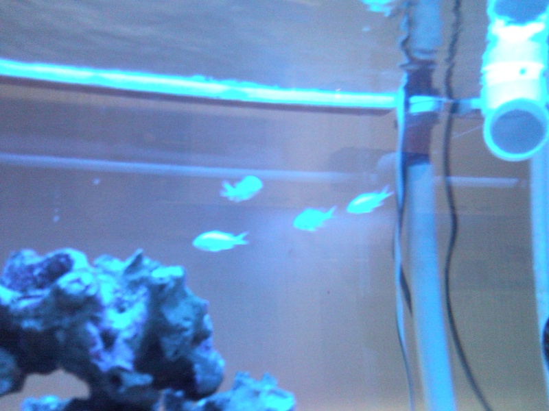 Sentari's Tank Setup 2