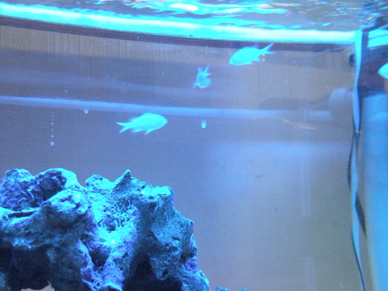 Sentari's Tank Setup 3