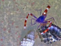 Stenopus tenuirostris