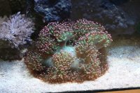 GF System 5 GF System 5