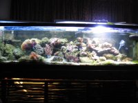 JacquesB - new-look aquarium pics 6