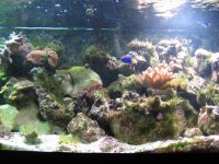 JacquesB - new-look aquarium pics - NEW UDPATES 4