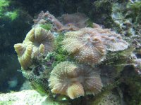 JacquesB - new-look aquarium pics - NEW UDPATES 2