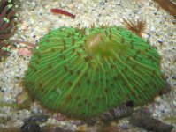 JacquesB's latest Updated pics - 2 metre tank 5