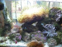 JacquesB's latest Updated pics - 2 metre tank 10 JacquesB's latest Updated pics - 2 metre tank 10