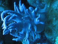 JacquesB's tank pics - updated - actinics only 7