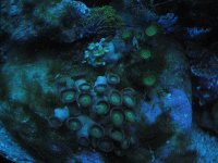 JacquesB's tank pics - updated - actinics only