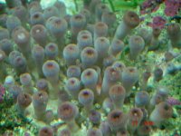Polyps 2