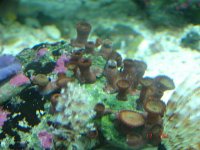Polyps 3