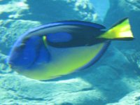 SARKAB 2006 Durban 5