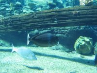 SARKAB 2006 Durban 7