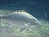 SARKAB 2006 Durban 2