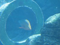 SARKAB 2006 Durban 3