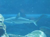 SARKAB 2006 Durban 4