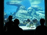 SARKAB 2006 Durban 6