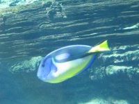 SARKAB 2006 Durban 7