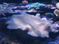 SARKAB 2006 Durban 10