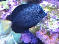 SARKAB 2006 Durban 4